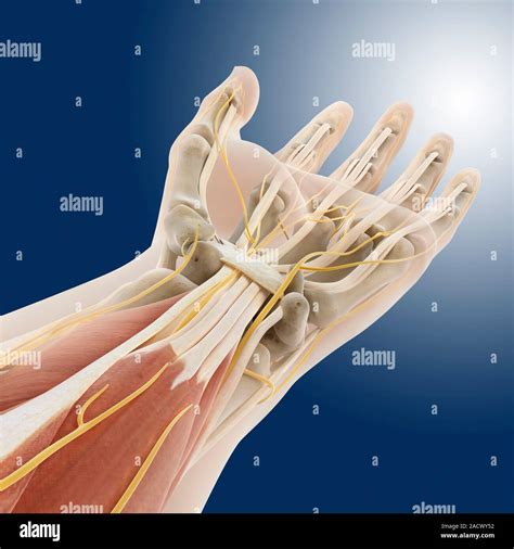 Carpal Tunnel Wrist Anatomy Artwork Of A Palmar Palm Side Up View Of The Bones Tendons And