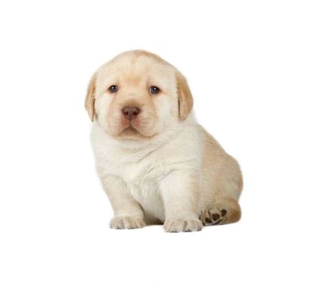 Plantilla Del Perrito Labrador Labrador Retriever Dog Memes