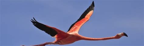Flamingo Anatomy Flamingo Facts And Information Unianimal