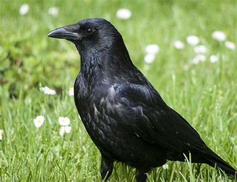 Ranked 10 Most Beautiful Ravens Endless Awesome