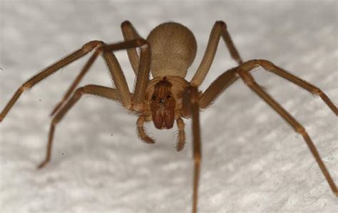 Blog How To Identify And Get Rid Of Brown Recluse Spiders In The