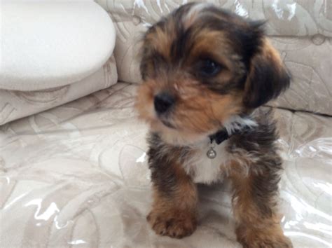 (he totally looks like an archie so we decided to keep the name however we call him archibald the great, archie. shorkie puppies for sale | Innerleithen, Peeblesshire ...
