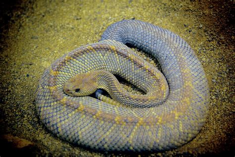 Coiled Snake Photograph By Michael Riley