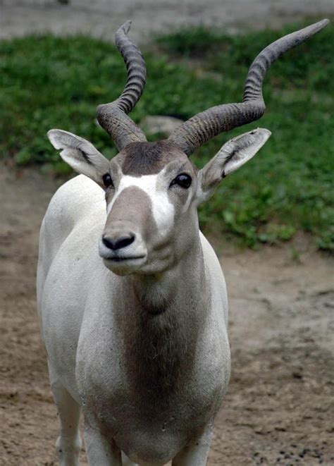 Amazing Addax With Long Twisted Horns Infy World
