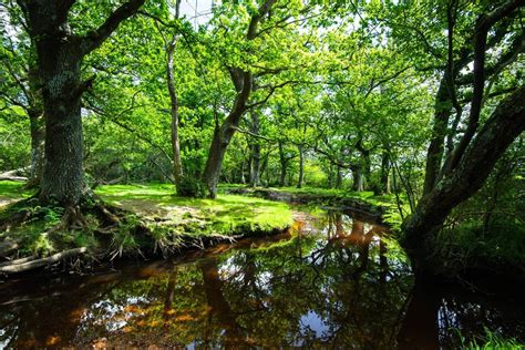 Englands Best Ancient Woodlands Asmallworld