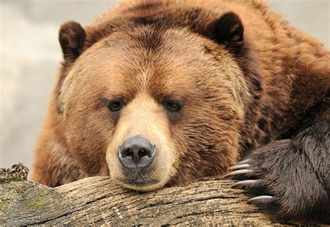 Urso Urso Pardo Ver Focinho Animais Urso Pardo Urso Marrom Ursos