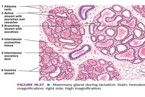 Mammary Gland Histology