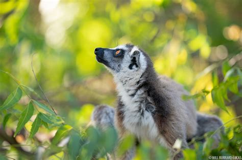 Ring Tailed Lemur Will Burrard Lucas