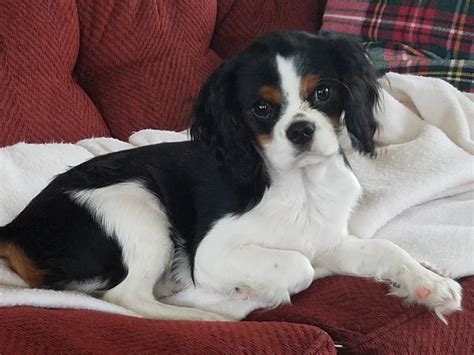 Tri Color Mac Cavalier King Charles Spaniel Cavalier King Charles