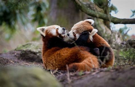 Playing Red Panda Cubs Red Panda Cute Red Panda Cute Animals