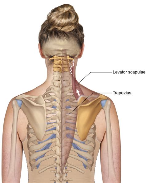 Levator Scapulae Learn Muscles