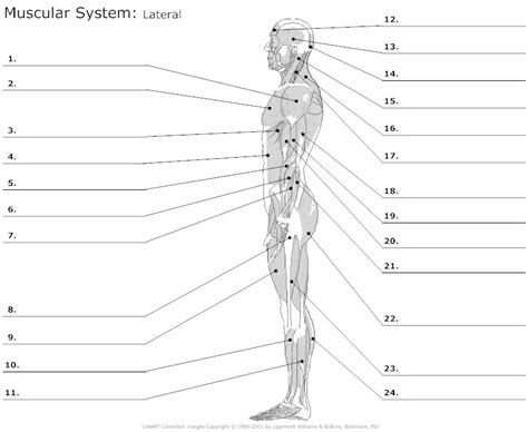 17 Best Images Of Worksheets Human Anatomy Muscular System Diagram