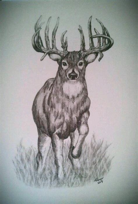 Whitetail Trophy Buck Deer Pencil Sketch By K Meyer Drawing Art