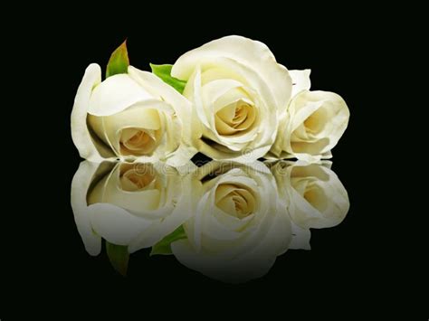 Three White Roses With Reflection Stock Image Image Of Black Floral