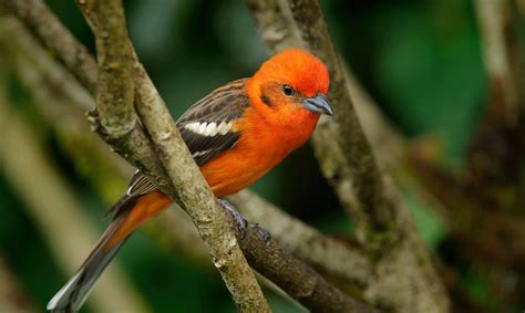 15 Aves Y Pájaros En Peligro De Extinción ¿fin De Su Especie