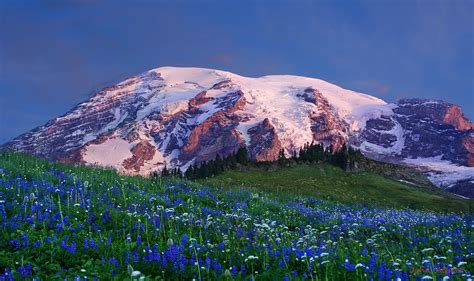 High Definition Picture Of Mountain Meadow Picture Of Flowers Snow