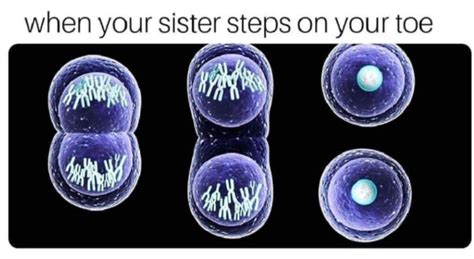 Biology Jokes Mitosis