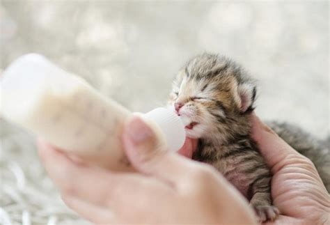 10 Interesting Facts About Newborn Kittens