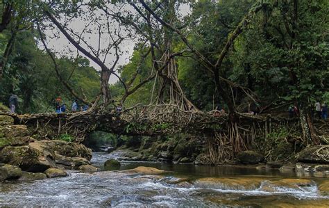 Living Root Bridges Of Meghalaya India With Map And Photos