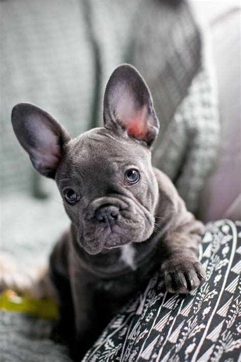 About the french bulldog breed. Pictures Of Frenchie Dogs | Dog Breeds Picture
