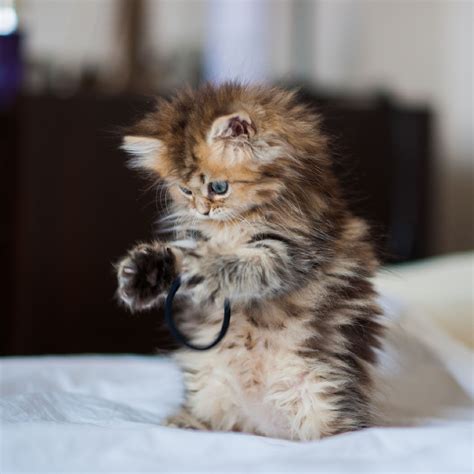 Pin By Redactedaelafpl On So Cute Kittens Cutest Cute Cats Baby Animals
