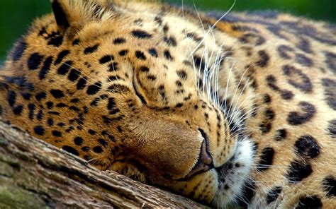 Sleeping Leopard Hd Wallpapers Hd Wallpaper