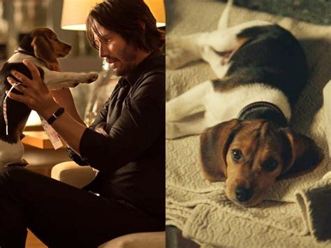 What Happened To The Puppy Killed In The First John Wick Movie
