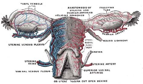 Fallopian Tube Anatomy And Function