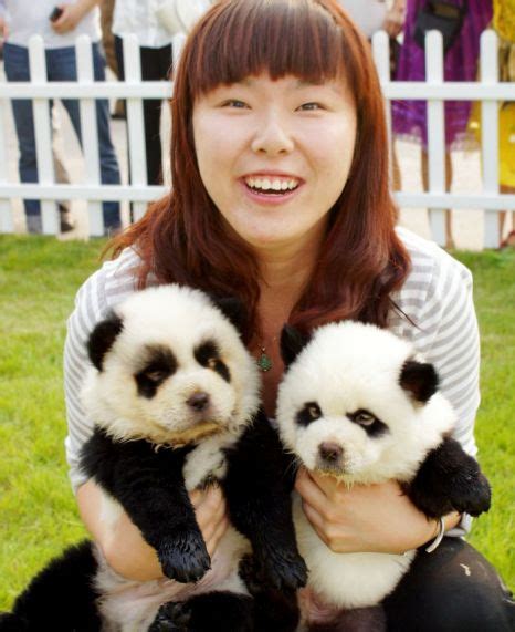 Panda Dogs In China Chow Chow Dogs Are Dyed To Look Like A Panda