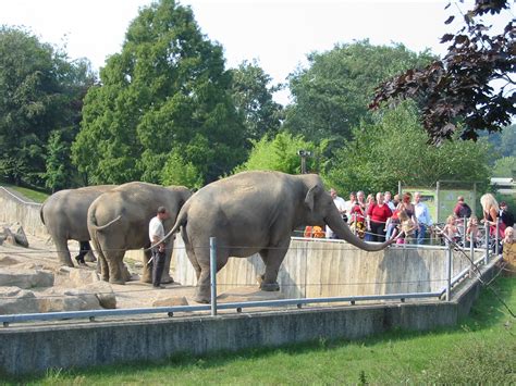 Allwetterzoo Munster 2004 Elephant Exhibit Zoochat