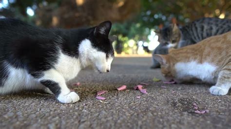 I Feed Stray Cats With Sausage Youtube