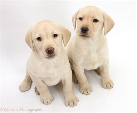 Dogs Yellow Labrador Retriever Puppies 8 Weeks Old Photo Wp33549