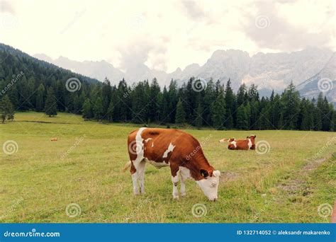 Red Cows Graze On Green Meadows In The Alps L Stock Photo Image Of