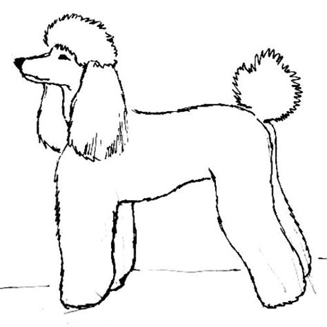 Poodle Skirt Drawing Free Download On Clipartmag