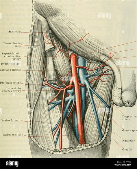 Cunninghams Text Book Of Anatomy Anatomy The Deep Veins Of The