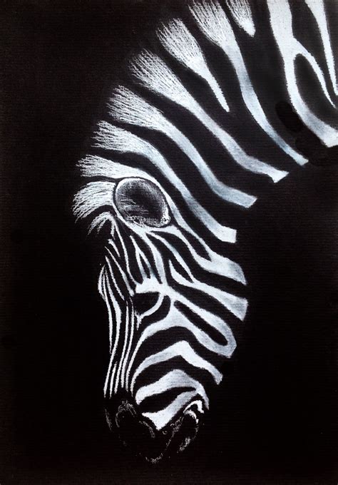 Zebra Drawing On Black Paper Black Paper Drawing Zebra Drawing