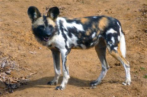 African Painted Dog Puppies Photo African Wild Dog Puppy Travel