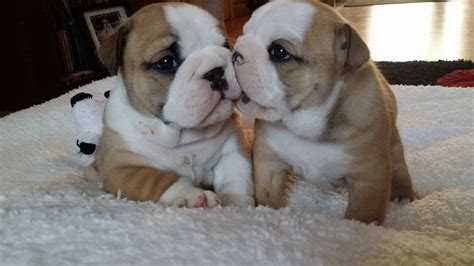 We have superb old english bulldog and victorian bulldog puppies for sale with outstanding health guarantees and customer service 2nd to none. English Bulldog Puppies for sale.kc registered ...