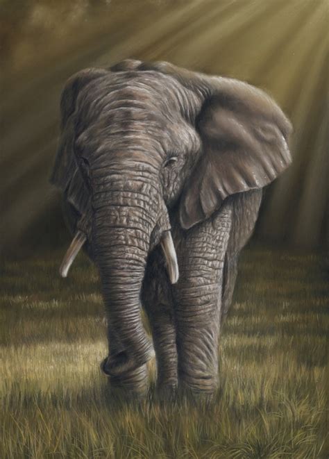 Elephant Portrait An Art Print By Richard Macwee Inprnt