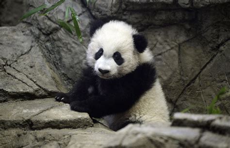 Bei Bei Giant Panda Bei Bei Turns One Pictures Cbs News