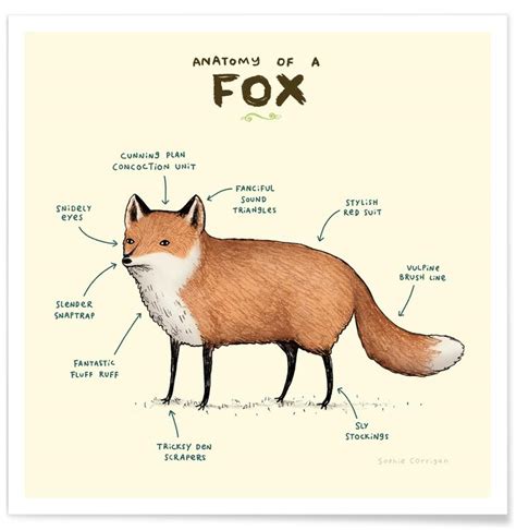 Anatomy Of A Fox Poster Juniqe