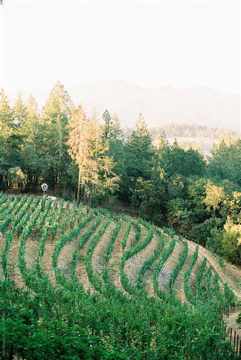 Vineyard View By Stocksy Contributor Seth Mourra Stocksy