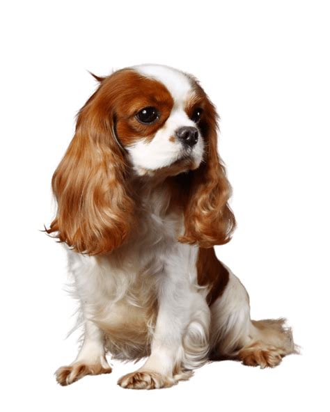 Cavalier King Charles Spaniel The Barking Babies