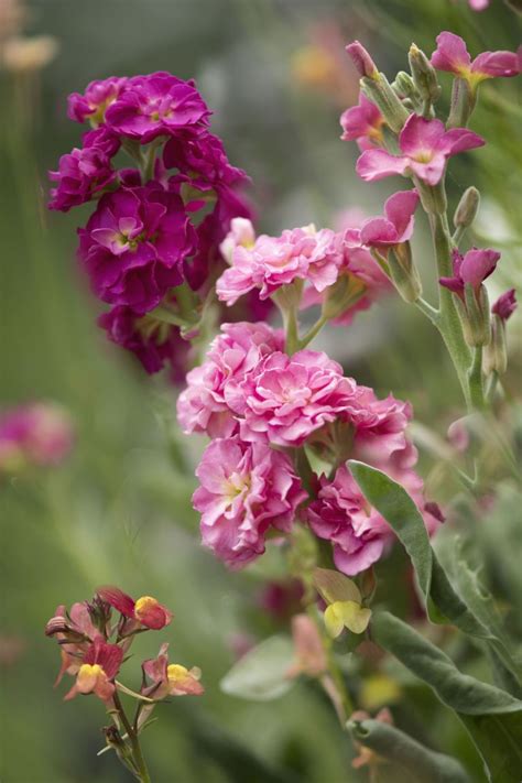 15 Fragrant Plants That Will Make Your Garden Smell Amazing Fragrant