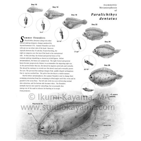 Studio Kayama Asymmetric Metamorphosis Of Flounder Studio Kayama