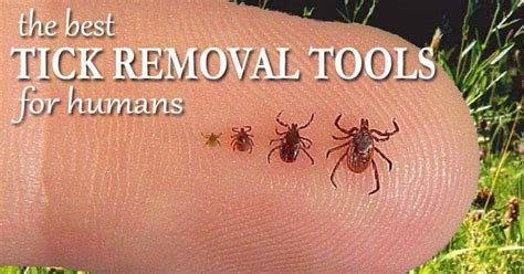 How To Remove A Tick Head All You Need Infos