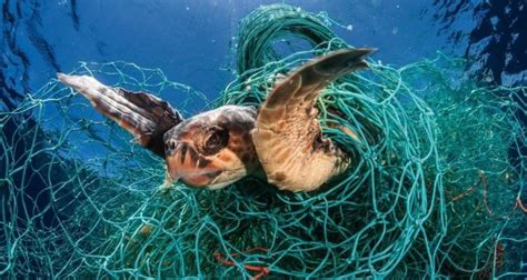 The Scourge Of Ghost Nets Plastic Generation