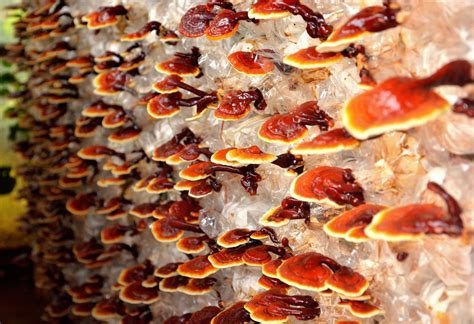 Reishi Mushroom Benefits A Complete Guide Care Of