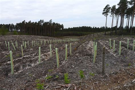 Crowthorne Forest Replanting Trees Lost In A Forest Fire A Flickr