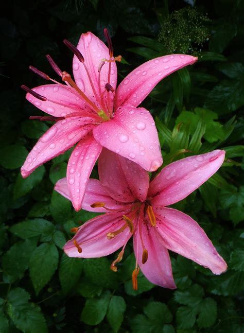 Лилии Розового Цвета Фото Telegraph